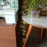 Quamoclit coccinea Likasa