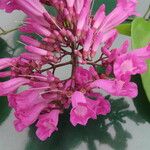 Fridericia chica Flor