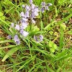 Hyacinthoides × massartianaКветка