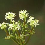 Hydrocotyle bonariensis Květ