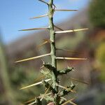 Cylindropuntia leptocaulis 整株植物