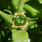 Aptenia cordifolia Frutto