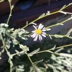 Corethrogyne filaginifolia Λουλούδι