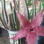 Stapelia gigantea Цветок