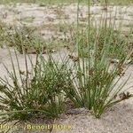 Schoenoplectiella supina Habit