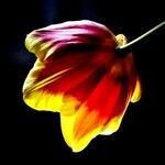 Tulipa sylvestris Цветок