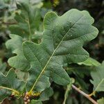 Quercus robur Likasa