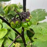 Solanum aethiopicum Плод