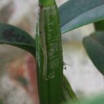 Guarianthe skinneri Bark