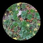 Potentilla verna Blatt