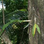 Cycnoches pentadactylon Bark