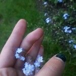 Myosotis arvensis Fleur