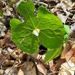 Sanguinaria canadensis Foglia