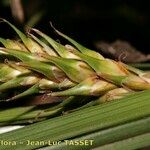 Carex hordeistichos Vrucht