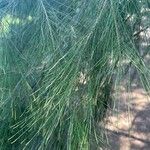 Casuarina cunninghamiana Leaf