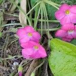 Oxalis debilis 花