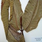 Vismia macrophylla Arall