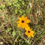 Coreopsis gladiata Virág