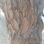 Schinus terebinthifolia Bark