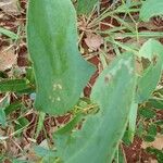 Smilax goyazana Leaf