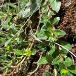 Oenothera multicaulis Blad