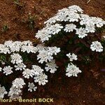 Iberis procumbens Libunga