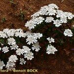 Iberis procumbens Natur