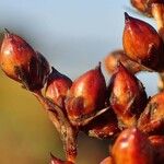 Juncus acutus Συνήθη χαρακτηριστικά