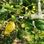 Malus toringo Плід