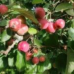 Malus prunifolia Плод