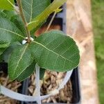 Quercus phillyreoides Folha