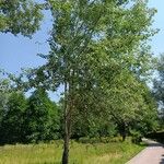 Populus alba ശീലം