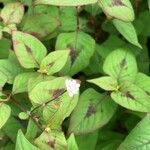 Persicaria chinensis 葉
