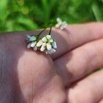 Persicaria sagittata 花