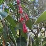 Fuchsia boliviana Floro