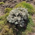Helichrysum obconicum Hoja