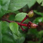 Chassalia subnuda Fruit