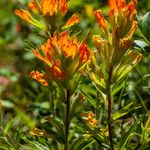 Castilleja miniata Çiçek