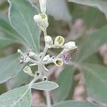 Vitex trifolia Ovoce