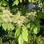 Fraxinus ornus Yaprak