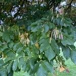 Fraxinus ornus Blatt