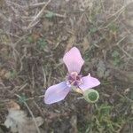 Herbertia lahue 花