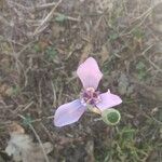 Herbertia lahue Flower