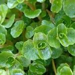 Chrysosplenium oppositifolium Blad