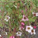 Saxifraga rosacea Агульны выгляд