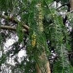 Cephalotaxus fortunei Leaf