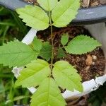 Tabebuia roseoalba Leaf