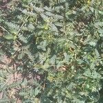 Tribulus terrestris Хабит