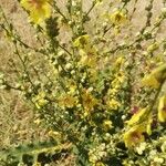 Verbascum sinuatum Blüte