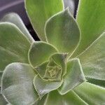 Aeonium balsamiferum 叶